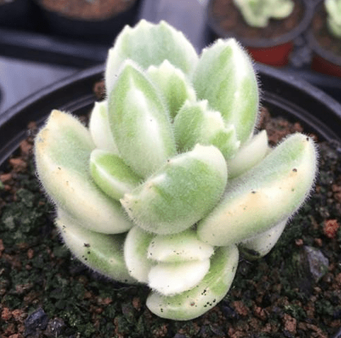 熊童子