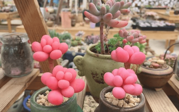 桃蛋