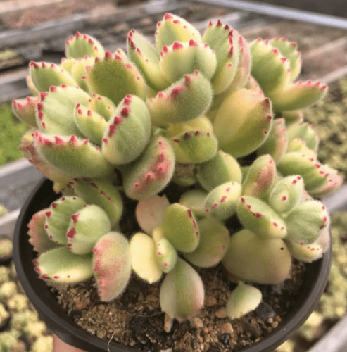 熊童子種植