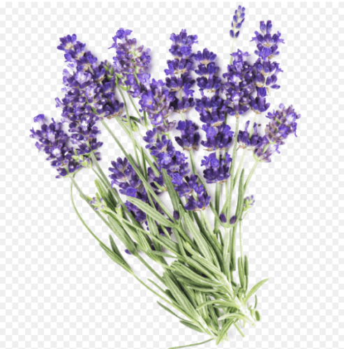 薰衣草花語是什麼