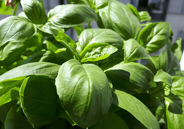 羅勒是什麼?羅勒有什麼功效?羅勒對身體有什麼好處?