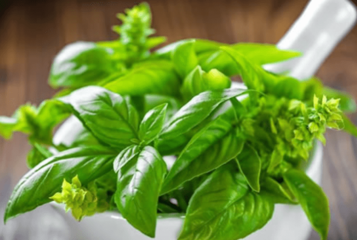 羅勒是什麼?羅勒有什麼功效?羅勒對身體有什麼好處?