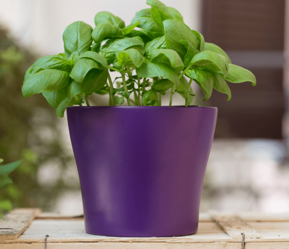 羅勒是什麼?羅勒有什麼功效?羅勒對身體有什麼好處?