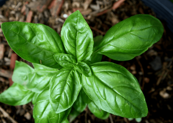 羅勒是什麼?羅勒有什麼功效?羅勒對身體有什麼好處?