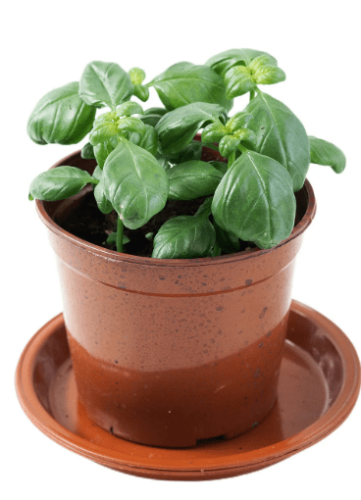 羅勒是什麼?羅勒有什麼功效?羅勒對身體有什麼好處?