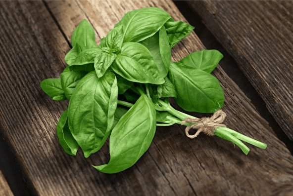 羅勒是什麼?羅勒有什麼功效?羅勒對身體有什麼好處?