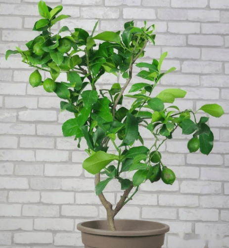 檸檬樹怎麼照顧 檸檬樹怎麼照顧