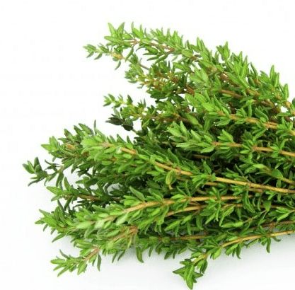 百里香種植