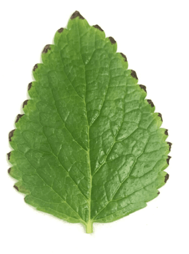 檸檬草