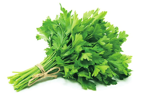香菜種植