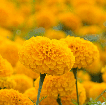萬壽菊