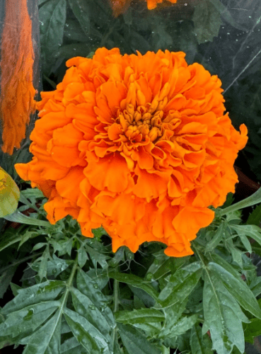 萬壽菊種植方法
