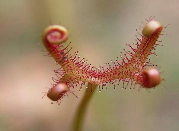 茅膏菜種植