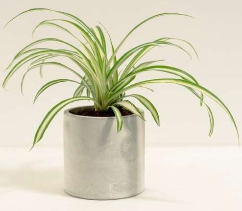 小盆栽植物種類