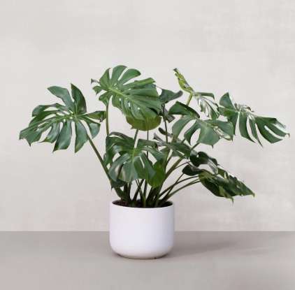 小盆栽種植 小盆栽種植