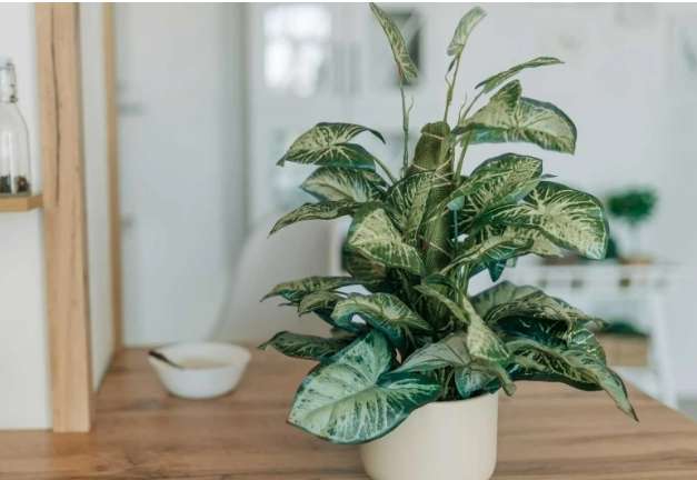 辦公室植物保養