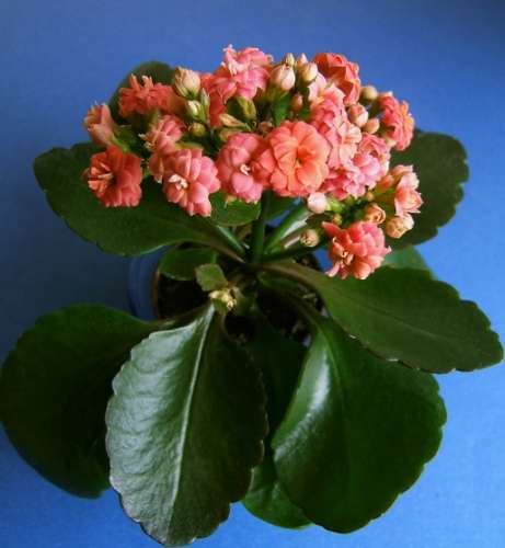 室內植物種類