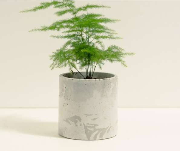 室內植物功效