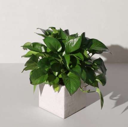 辦公室植物