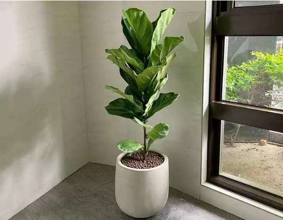 小盆栽植物 小盆栽植物