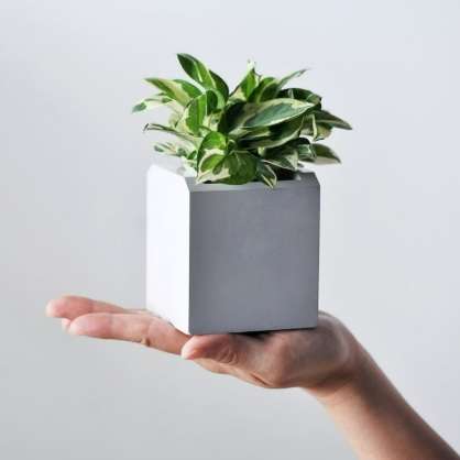小盆栽植物