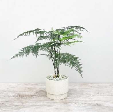 小盆栽植物推薦