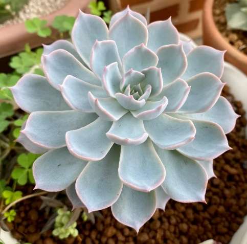 多肉植物種植方法