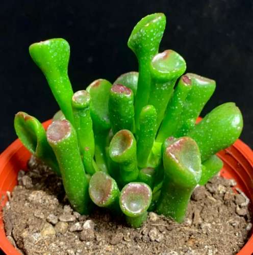 多肉植物種類