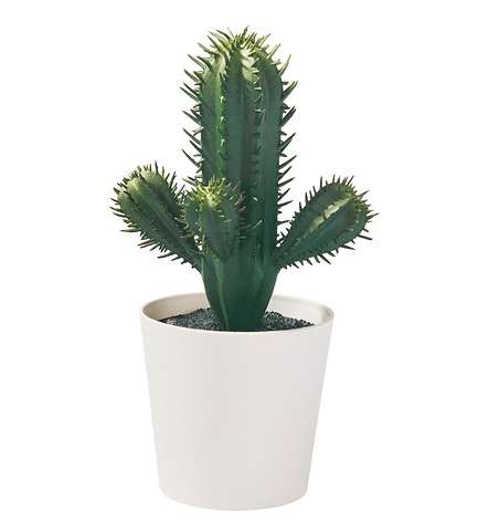室內植物