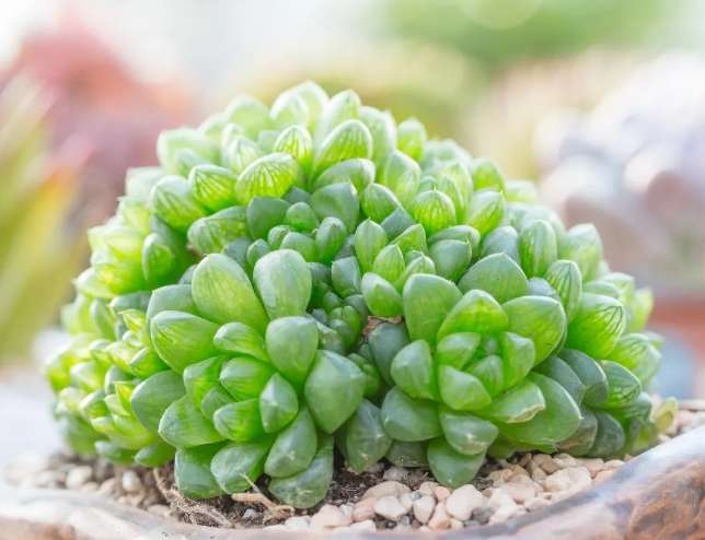 小盆栽植物種類
