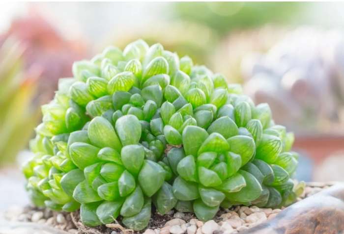 玉露是多肉植物嗎