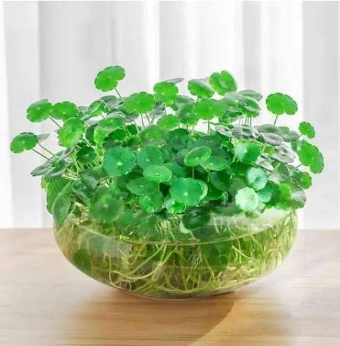 銅錢草