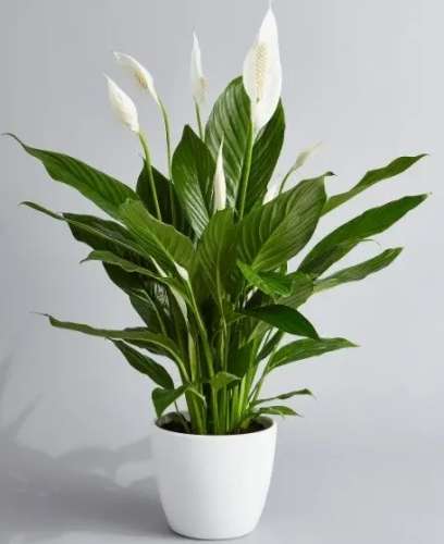 白鶴芋怎麼施肥