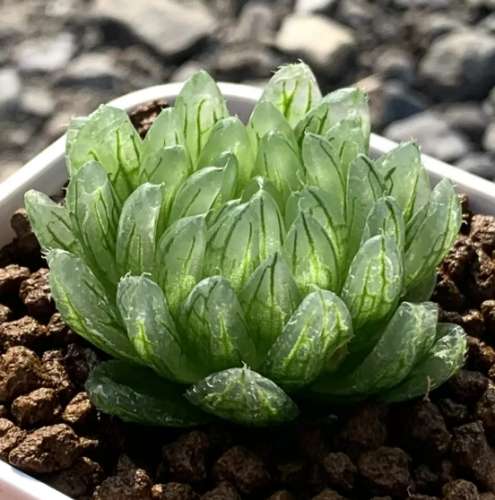 玉露茶功效 玉露茶功效