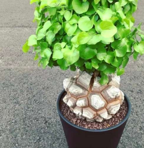 南非龜甲龍價格