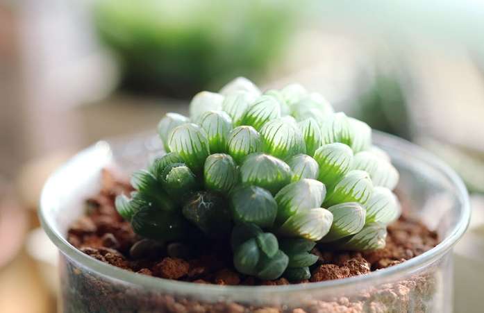 玉露怎麼繁殖