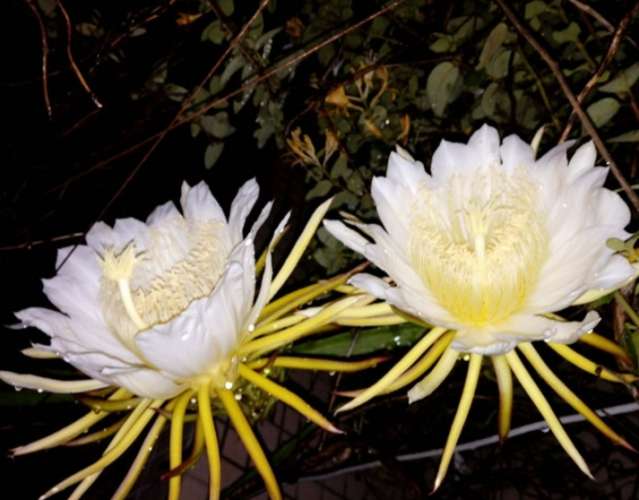 曇花寓意