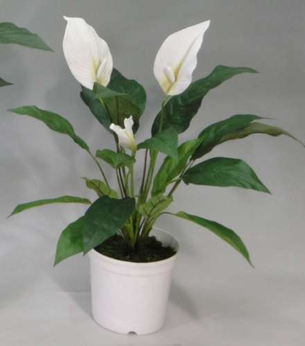 白鶴芋種植方法