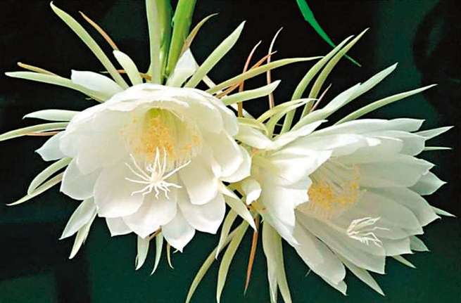 曇花種植