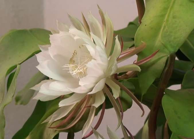 曇花花語