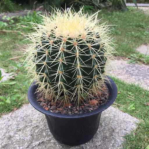 仙人掌開花寓意