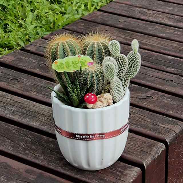 仙人掌種植注意事項