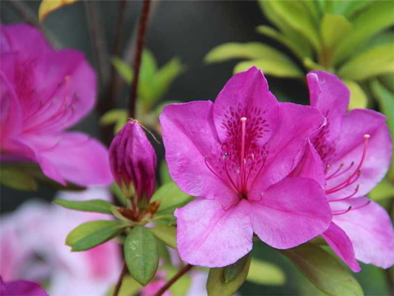 杜鵑花種植注意事項