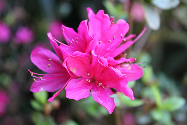 杜鵑花花語 杜鵑花花語