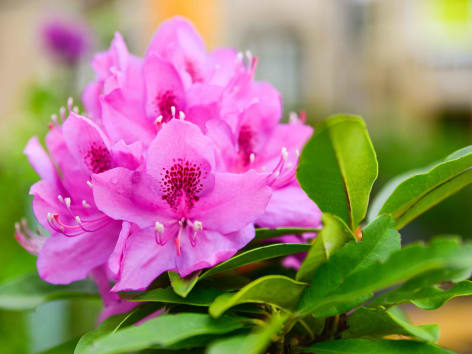 杜鹃花花期
