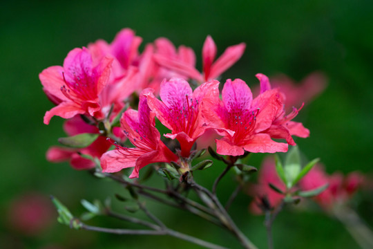 杜鵑花種植方法 杜鵑花種植方法