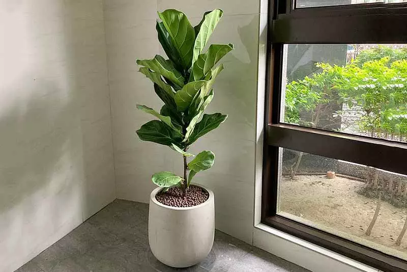 種植琴葉榕的注意事項和禁忌