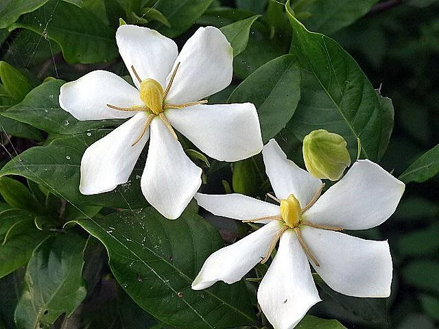 梔子花有什麼功傚? 梔子花種植注意事項 梔子花有什麼功傚? 梔子花種植注意事項